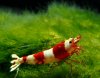 Gruppe05-Caridina_Red_Bee_Tiger_Tooth.jpg