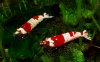 Gruppe06-Caridina_Red_Bee_Hinomaru.jpg