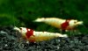 Gruppe06-Caridina_Red_Bee_Doppel-Hinomaru.jpg