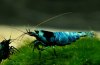 Gruppe07-Caridina_Mosura_Blue.jpg