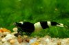 Gruppe08-Caridina_Panda.jpg