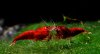 Gruppe08-Caridina_Shadow_Family_Red.jpg