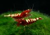 Gruppe09_Caridina_Pinto_Red.jpg