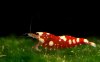 Gruppe10-Caridina_Spotted.jpg