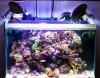 Fluval MP 60.jpg