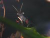 Macrobrachium sp.jv 2r.jpg