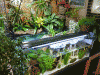 Paludarium-alt.gif