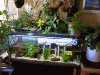 Paludarium-alt2.gif