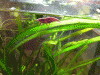 Red-Sakura2.gif Red-Sakura2.gif