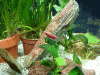 Red-Sakura3.gif Red-Sakura3.gif