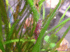 Sakura-Nashorn.gif Sakura-Nashorn.gif
