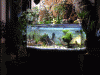Becken6.gif