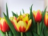 tulpen_rotgelb01.jpg