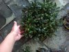 IMG-20140216-01683.jpg