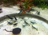 carbon rili.jpg carbon rili.jpg