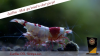 JustBee-PRL-Shrimp-berried1.png