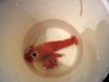 20140228 im Eimer 2.jpg