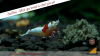 JustBee-PRL-Shrimps-akaebinosato4.png