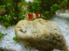 RedBee3.gif