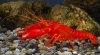 Procambarus clarkii Orange01.jpg Procambarus clarkii Orange01.jpg