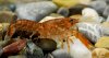 Cambarellus spTexas03.jpg Cambarellus spTexas03.jpg