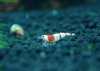 DSC04720.JPG