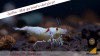 JustBee-PRL-Shrimps-20142.png