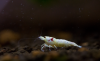 JustBee-PRL-Shrimps-20144.png