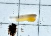 PandaLoachLarvae20140321.jpg