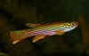 Aphyosemion striatum  Prachtkärpfling.jpg