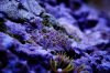 _DSC7215.JPG