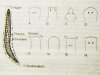 Planarien Kopfformen.jpg