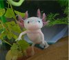 axolotl2.jpg