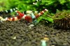 310514-mosura-makro.jpg 310514-mosura-makro.jpg