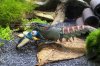 Cherax_Hoa_Creek_m_IMG_1359.jpg