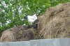 Huhn3.jpg