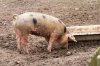 Schwein1.jpg