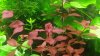 Ludwigia.jpg Ludwigia.jpg