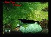 schwarzer Tiger - Shrimp - 800x  .jpg