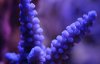 _DSC7797.JPG