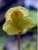 am 2013 06.05. U. aurea.jpg