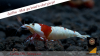 JustBee_PRL_Shrimps-23.png