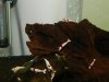 DSCN5645.JPG