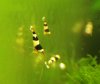Black-Bee_A-B_1.jpg Black-Bee_A-B_1.jpg
