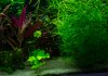 Nymphoides hydrophylla \'Taiwan\'.jpg