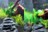anubias.jpg anubias.jpg
