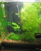 shrimp1.jpg shrimp1.jpg