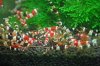 shrimp2.jpg shrimp2.jpg