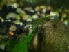 eiertragende grüne Neocaridina.jpg