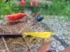 Bunte Bewohner 03.jpg Bunte Bewohner 03.jpg